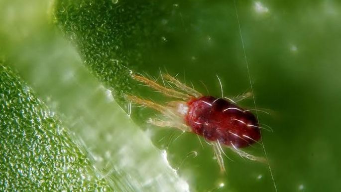 Aleja los ácaros de tus plantas; para evitar que se marchiten, sigue nuestras recomendaciones