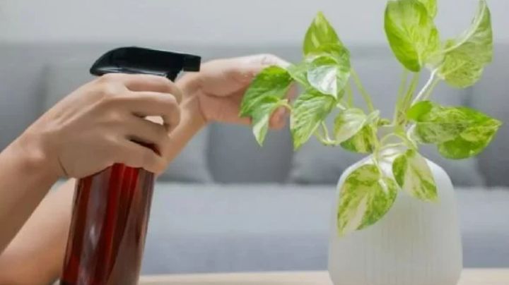 Conoce qué puede suceder con tus plantas si las rocías con un poco de vinagre blanco; te sorprenderá