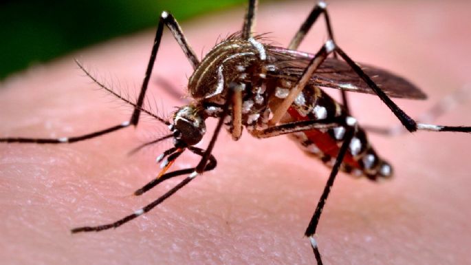 ¿Qué olor les desagrada a los mosquitos? Usa estos remedios naturales para mantenerlos alejados