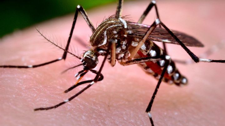 ¿Qué olor les desagrada a los mosquitos? Usa estos remedios naturales para mantenerlos alejados