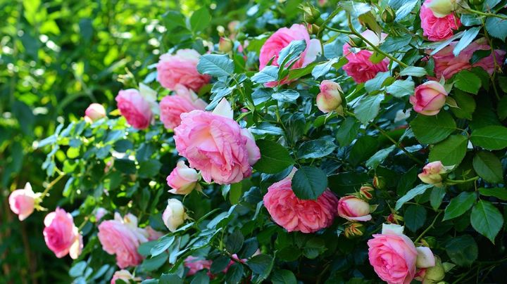 Consejos para que el rosal crezca exuberante; ten muchas flores perfumadas durante todo el verano