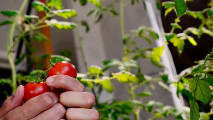 ¿Cuándo y cómo fertilizar los tomates con leche? 1 receta rápida y consejos para un uso correcto