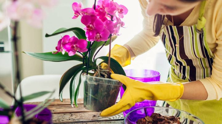 ¿Estás tratando de hacer crecer un nuevo tallo de orquídea? Aquí están las cosas que debes hacer