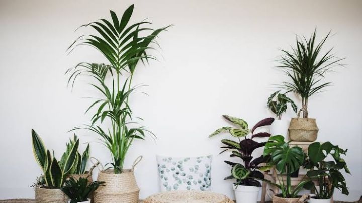 Plantas que toleran la sequía: Conoce las que son perfectas para tu jardín si olvidas regarlas