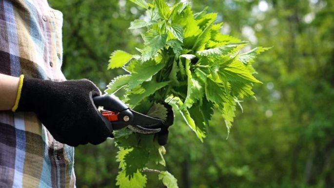 Purina de ortiga: ¿Cómo utilizarla en el jardín? ¡Descubre las recetas y todos sus beneficios!