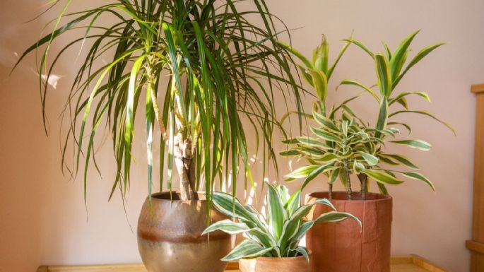 ¿Cómo cuidar Dracaena Fragrans? Reglas básicas para cultivar una planta y que crezca sana en casa