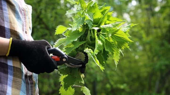 Purina de ortiga: ¿Cómo utilizarla en el jardín? ¡Descubre las recetas y todos sus beneficios!