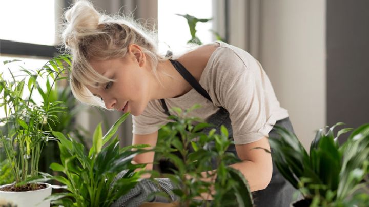 Plantas purificadoras de aire: Encuentra la forma más natural de tener aire sin toxinas en casa