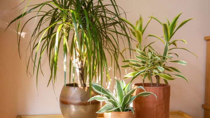¿Cómo cuidar Dracaena Fragrans? Reglas básicas para cultivar una planta y que crezca sana en casa