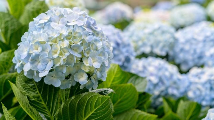 Haz magia en tu jardín; así es como puedes cambiar el color de las hortensias que plantaste