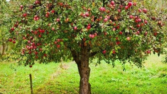 Elimina las plagas de tu árbol de manzana; te compartimos los mejores consejos de jardinería