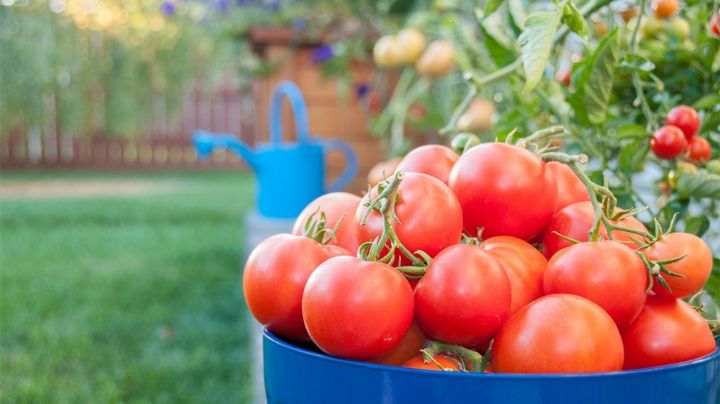 ¿Sabías que puedes fertilizar tus tomates de manera natural? Te enseñamos distintos métodos