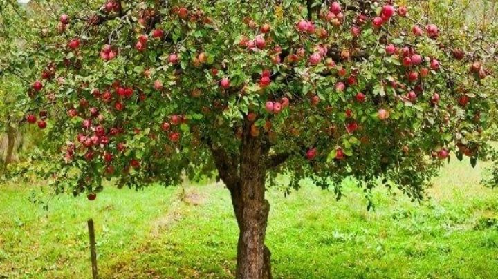 Elimina las plagas de tu árbol de manzana; te compartimos los mejores consejos de jardinería