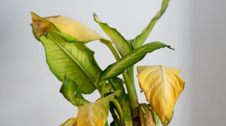 ¿Cómo puedes saber si tus plantas están sobrefertilizadas? Presta mucha atención a estos síntomas