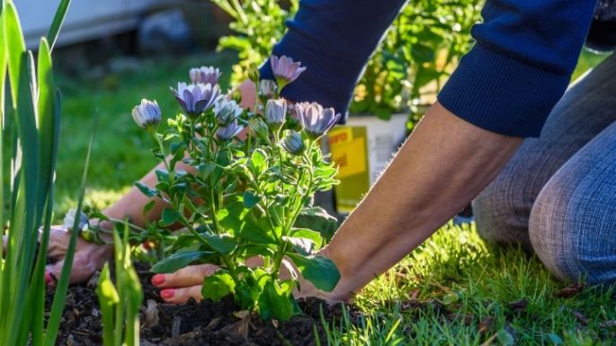 ¿Se puede usar vinagre en el jardín? No esperes más para conocer la respuesta, aquí te decimos