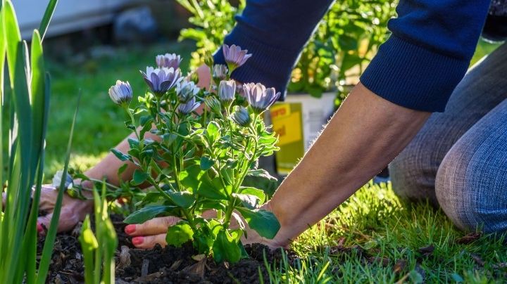 ¿Se puede usar vinagre en el jardín? No esperes más para conocer la respuesta, aquí te decimos