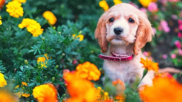 ¿Cómo evitar que tu perro destruya el jardín? Conoce las causas de su comportamiento y cómo evitarlo
