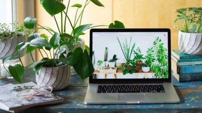 Las 3 mejores plantas para la oficina; crean un ambiente alegre y saludable en el lugar de trabajo