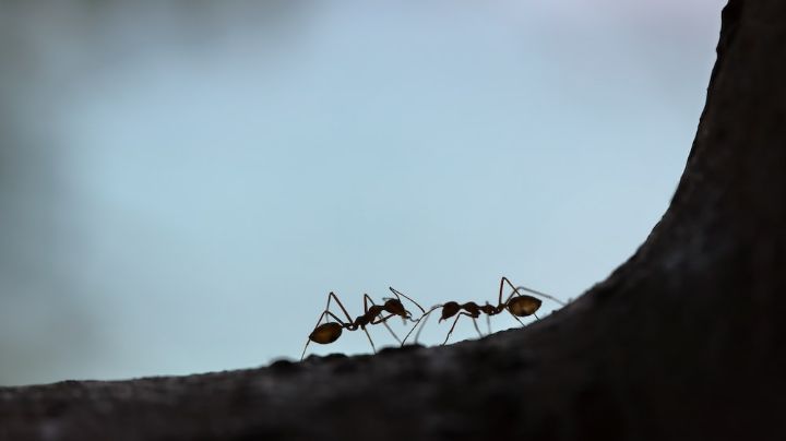 ¡Dile adiós a la invasión de hormigas! 4 consejos que las ahuyentarán de tu casa de forma definitiva