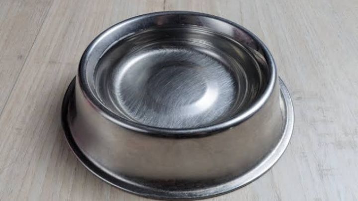 Errores al limpiar el balde en el que tu perro bebe agua; podrían propiciar distintas enfermedades
