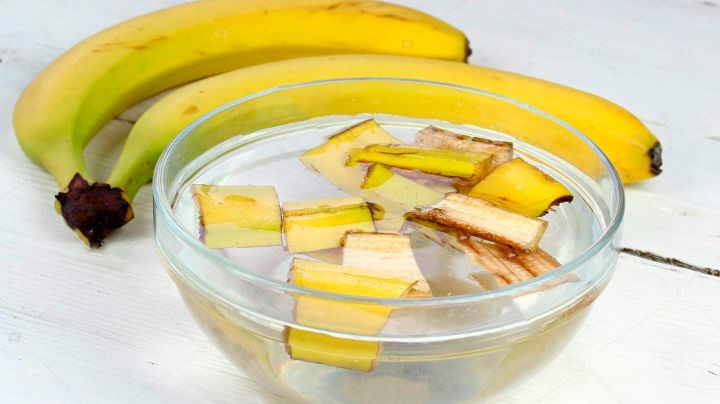 Agua fermentada de plátano: Te mostramos cómo prepararla y los beneficios de usarla en tu jardín