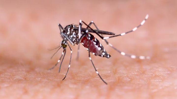 Los mosquitos pueden ser un grave problema para la salud; aprende a ahuyentarlos con estos remedios