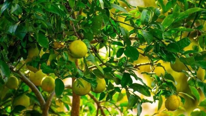 ¿Cómo salvar un limonero que fue regado en exceso? Evita que se marchite siguiendo estos consejos