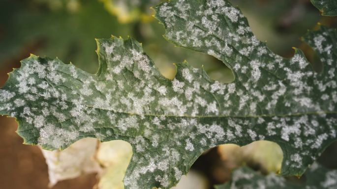 Plagas en plantas de interior: ¿Cómo identificarlas y qué remedios puedes usar para eliminarlas?