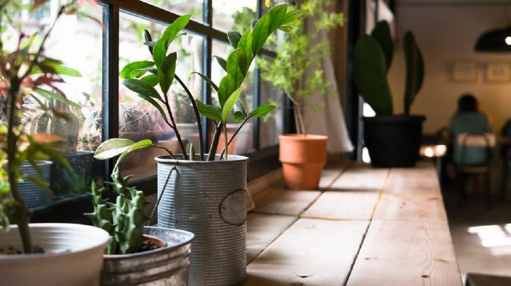 4 plantas antimoho que tienes que tener en tu casa; absorberían toda la humedad del ambiente