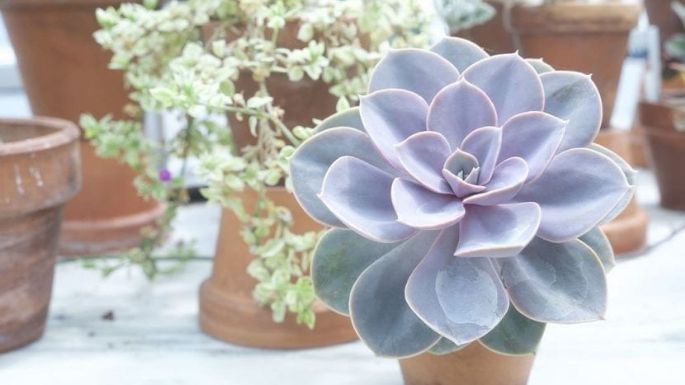 Plantas de interior que ocupan poco espacio: Estas 6 pequeñas bellezas traerán frescura a tu casa