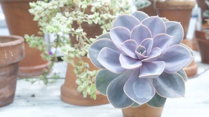 Plantas de interior que ocupan poco espacio: Estas 6 pequeñas bellezas traerán frescura a tu casa