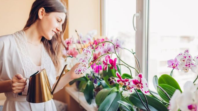 ¿Qué hacen los limones por las orquídeas? Descubre el asombroso efecto que tiene sobre tus flores