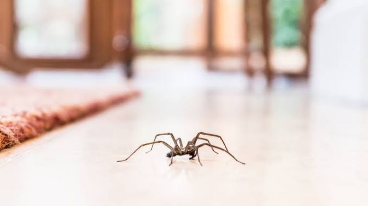 ¿Te dan miedo? Aleja a las arañas de tu vivienda sin matarlas; con estos trucos las ahuyentarás