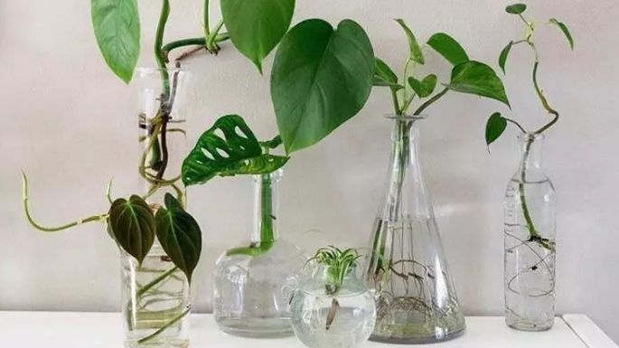 Plantas que no necesitan tierra para crecer; 3 piezas que pueden vivir en un jarrón solo con agua