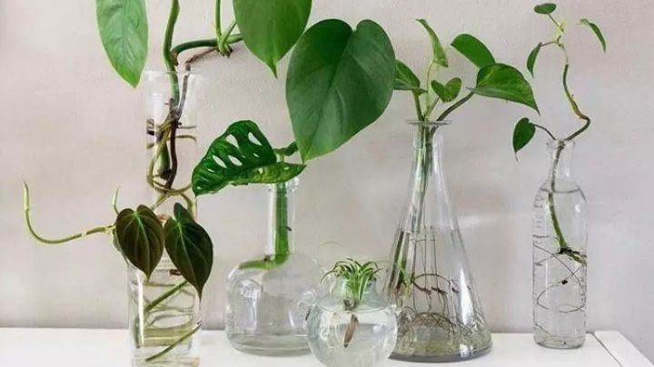 Plantas que no necesitan tierra para crecer; 3 piezas que pueden vivir en un jarrón solo con agua