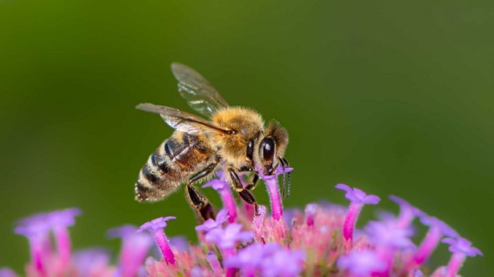 Plantas que alejan a las abejas: Conoce los ejemplares que ahuyentan a los polinizadores