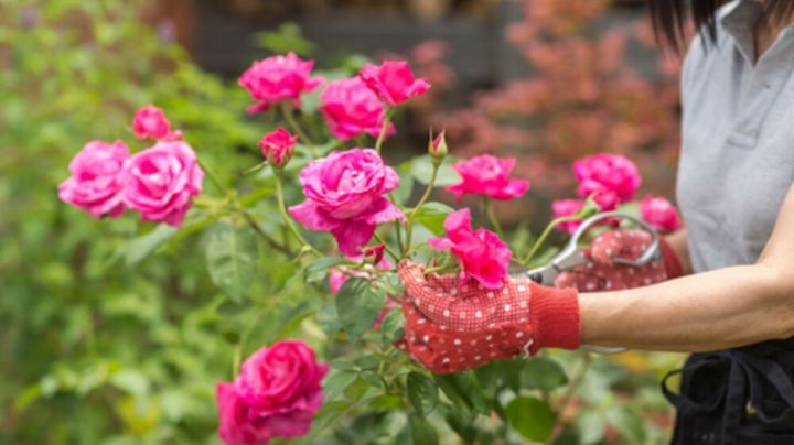 Espolvorea café molido en las rosas: Estos son los efectos favorables para tus flores de jardín