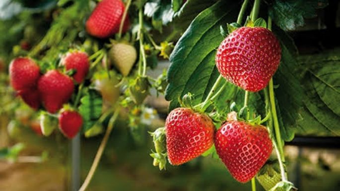 ¿Tus fresas no prosperan? Descubre el motivo por el que tu cosecha no ha dado frutos