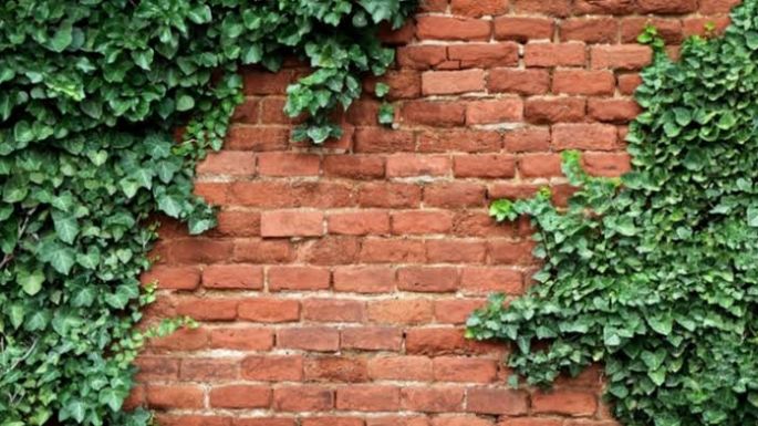 ¿La hiedra invadió tu pared? De este modo los puedes detener su crecimiento y eliminarla