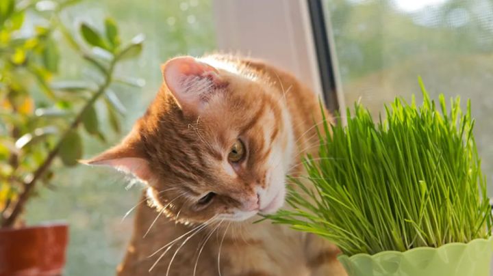 ¿Por qué los gatos comen pasto? Descubre los motivos y si este hábito pone en riesgo su salud