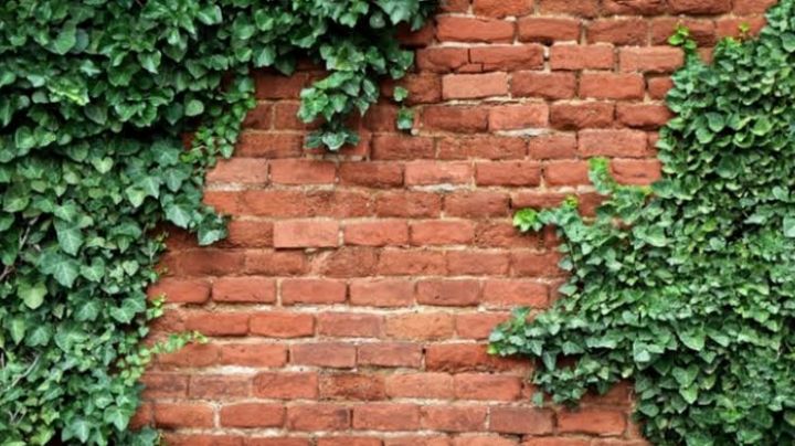 ¿La hiedra invadió tu pared? De este modo los puedes detener su crecimiento y eliminarla