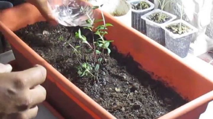 ¿Quieres cultivar menta? Sigue estos consejos de jardineros profesionales para cuidarla en tu jardín