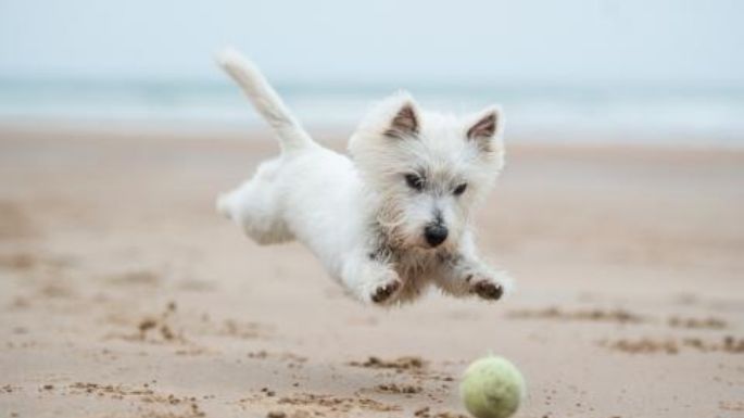 Tu perro corre peligro si lo llevas a la playa y hace esto; evita que termine en el veterinario