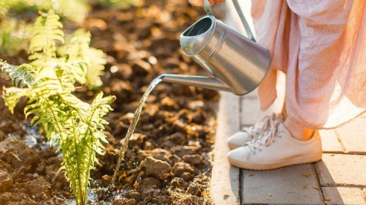 Usar aguas grises para regar el jardín: ¿Es una buena idea para tus plantas o es mejor no hacerlo?