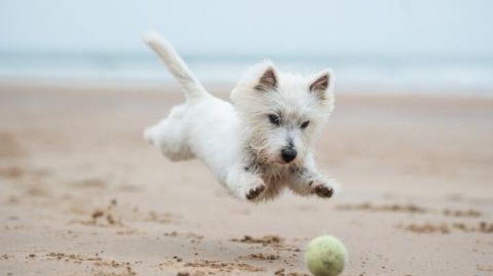 Tu perro corre peligro si lo llevas a la playa y hace esto; evita que termine en el veterinario