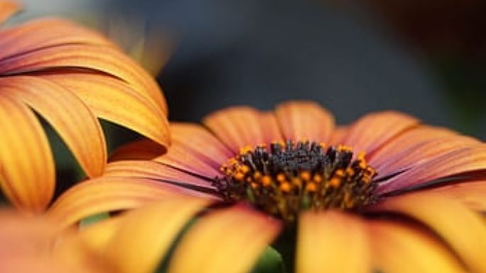 Las mejores plantas perennes de otoño para el jardín: 3 plantas resistentes y con encanto especial