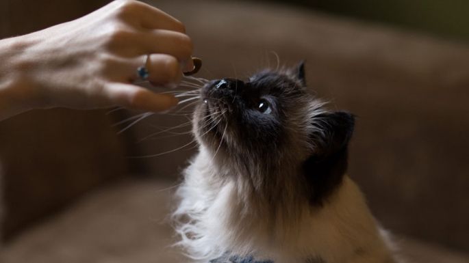 Haz tú mismo golosinas para gatos: Mima a tu amigo ronronearte con estas recetas sencillas