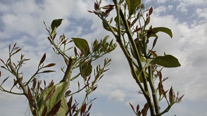 Limonero quemado por el sol: ¿Qué hacer? 3 Consejos para reavivarlo y protegerlo del golpe de calor