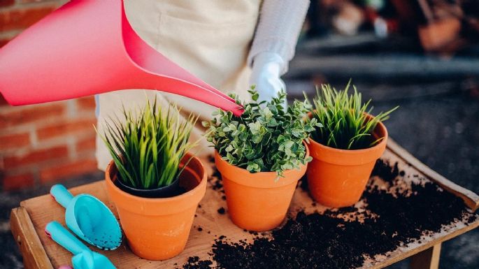 El error que se debe evitar después de que olvidas regar a tus plantas; las estás perjudicando