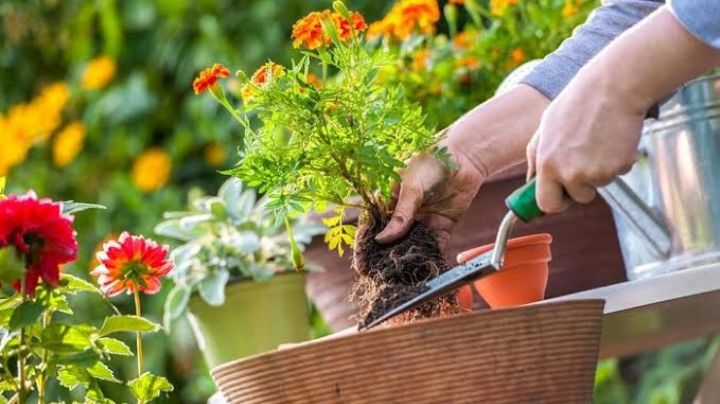 Medidas preventivas y remedios para las manos afectadas por las actividades de jardinería
